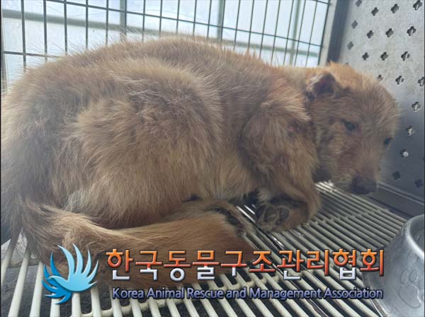 종료(안락사) 믹스…