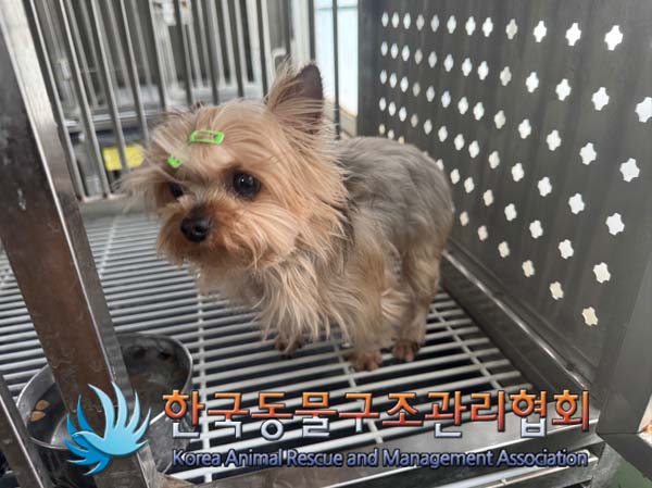 한국동물구조관리협회_411306202500009