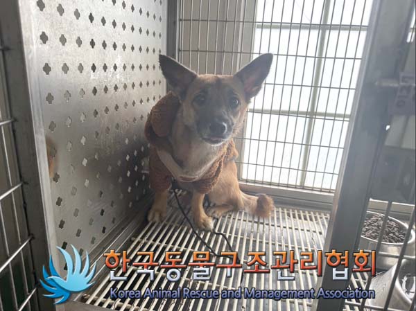 종료(반환) 믹스견…