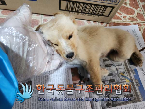 한국동물구조관리협회_441409202500080
