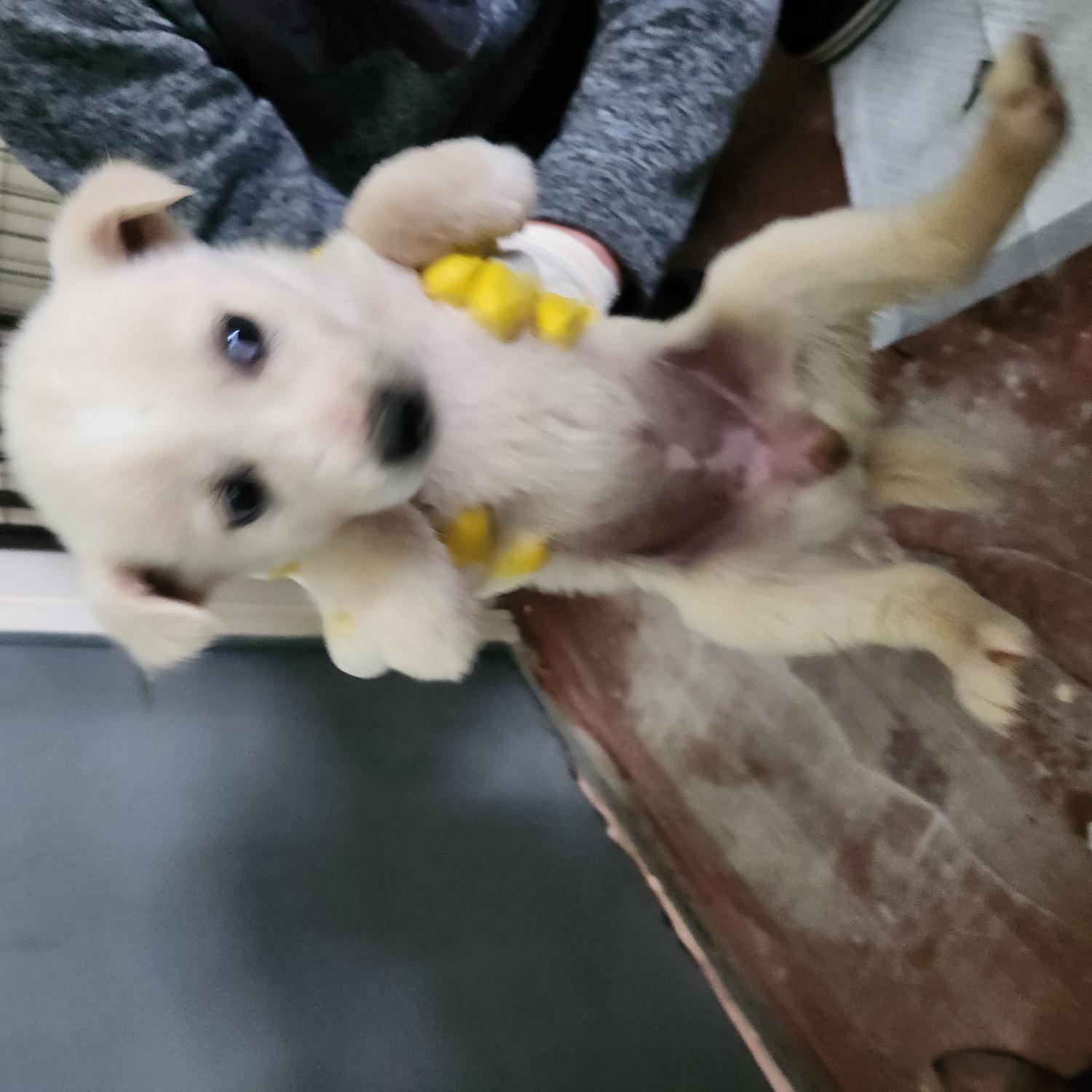구례군동물보호센터_446487202500010