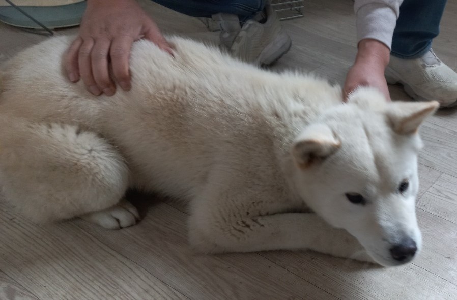 완주군유기동물보호소_445472202500032