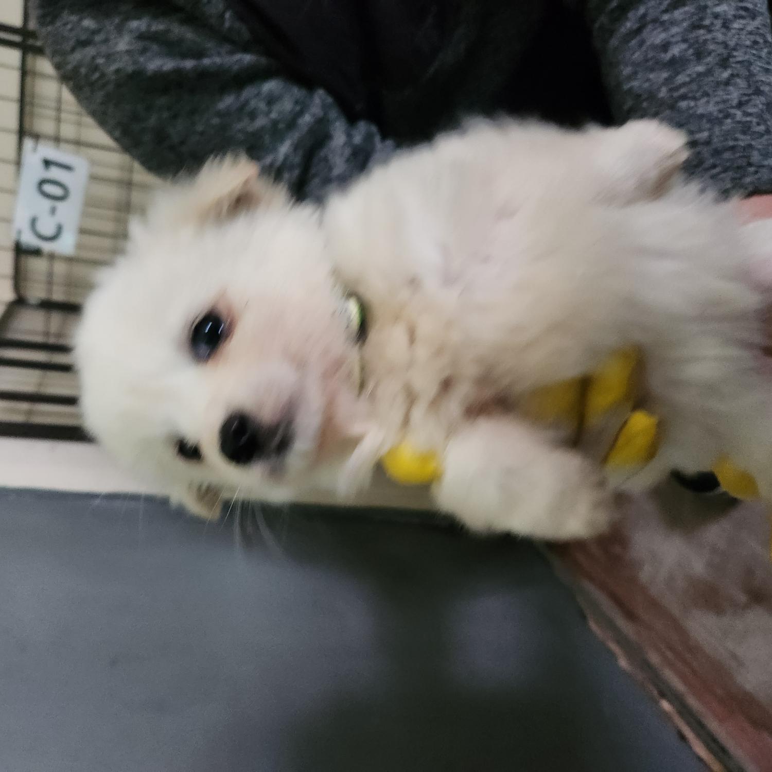 구례군동물보호센터_446487202500007