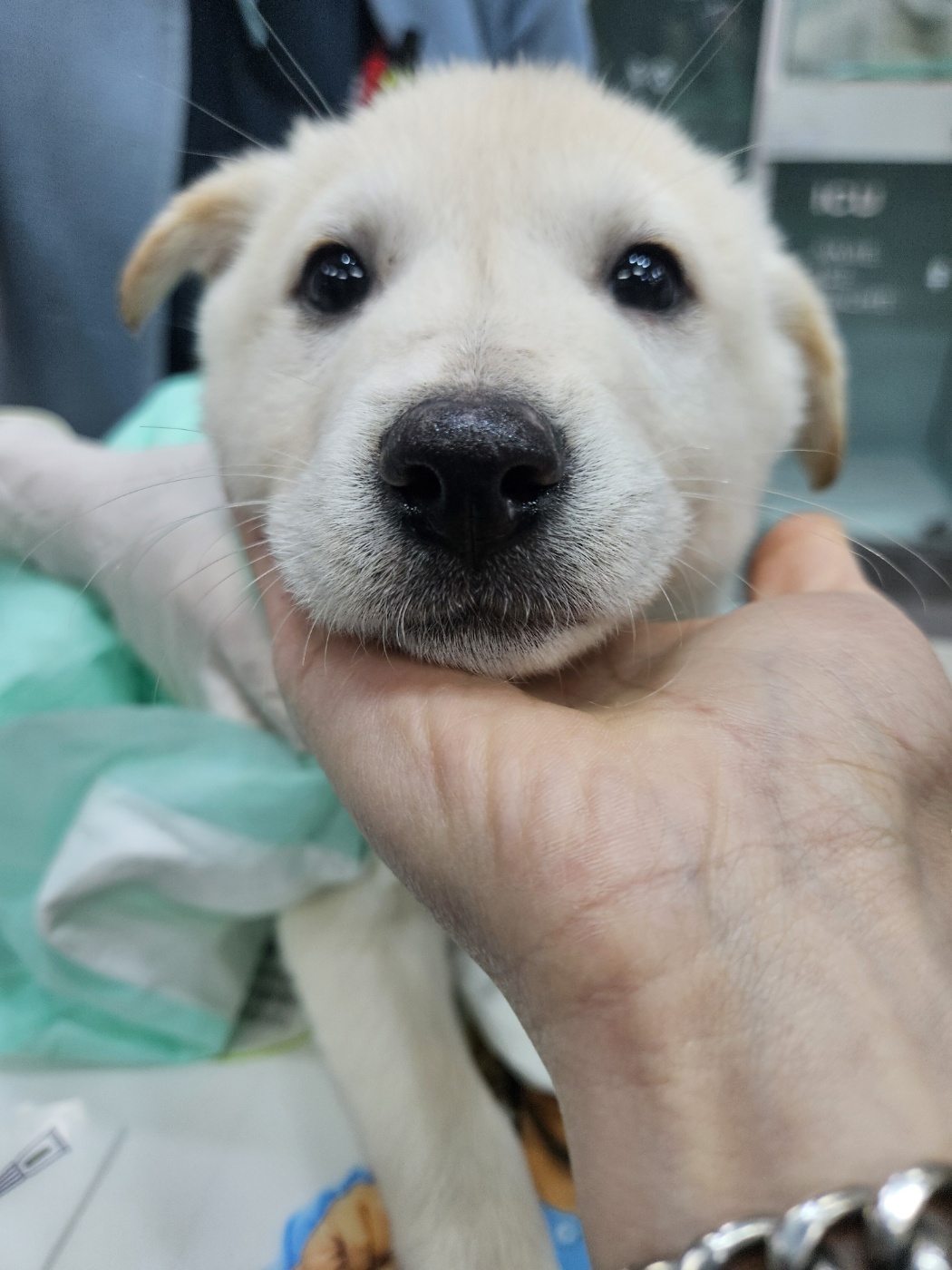 24시아이동물메디컬_441386202500032