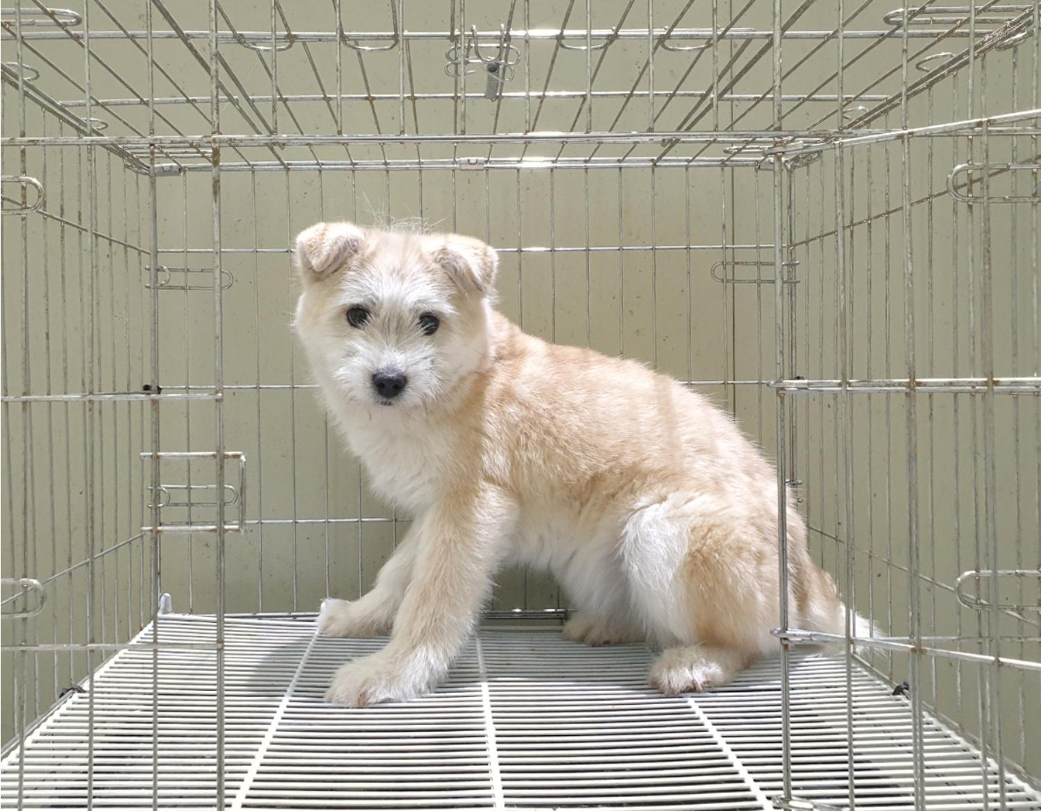 위더스 동물보호센터_441407202500034