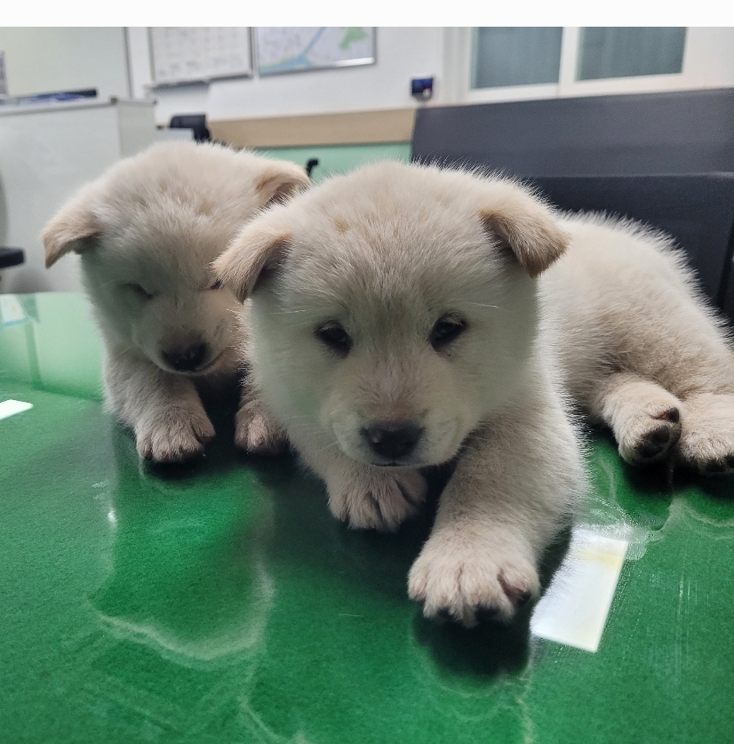 유기동물보호센터_447507202500010
