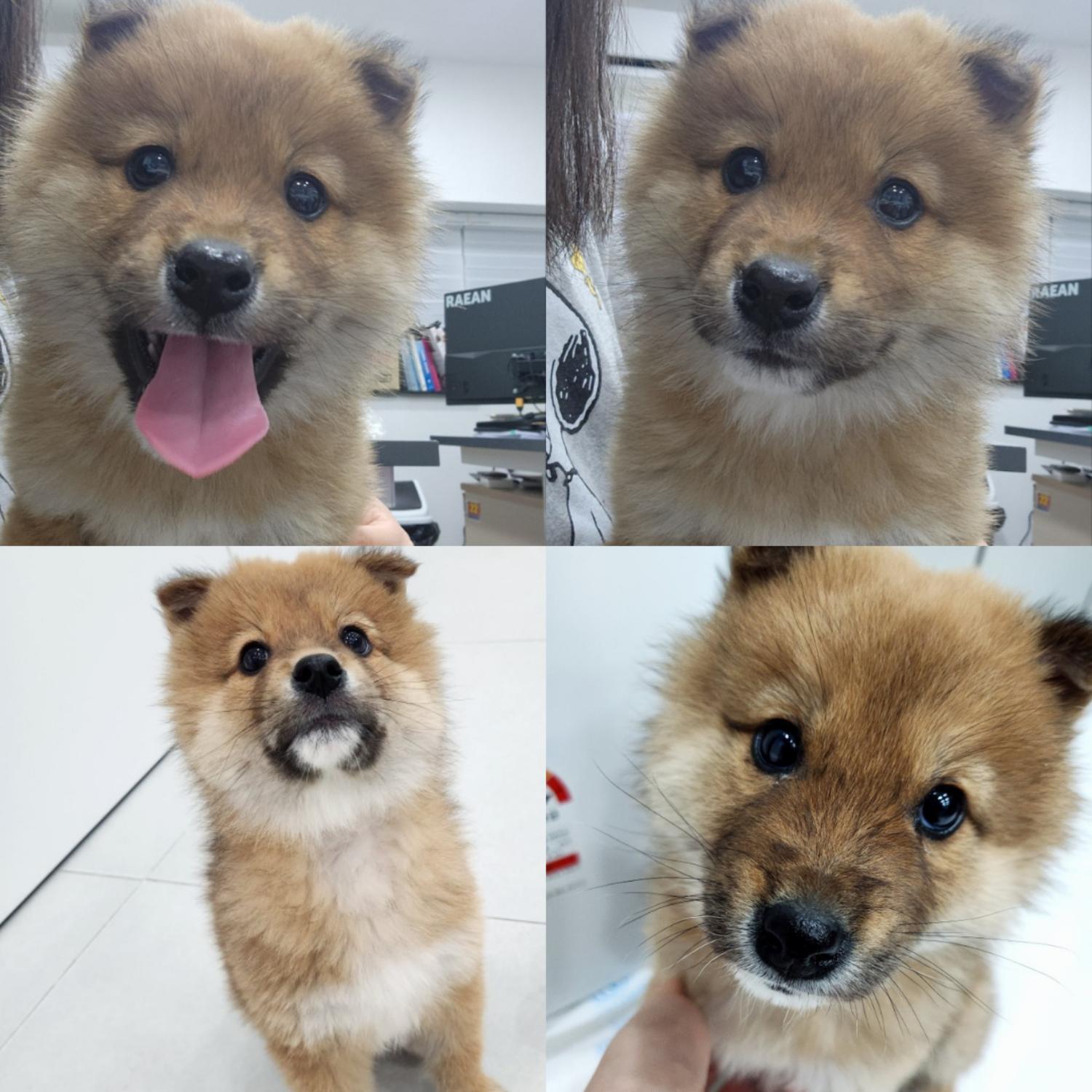 종료(입양) 믹스견…