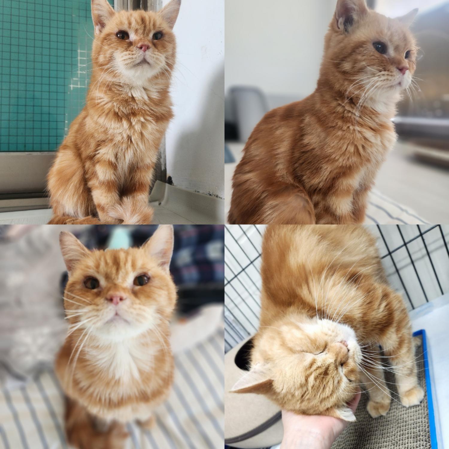 [고양이] 먼치킨 경북-구미-2025-00015 유기동물 배경 이미지 입니다.
