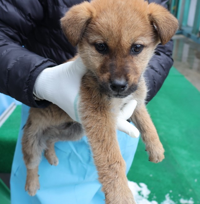 제주 동물보호센터_450650202500252