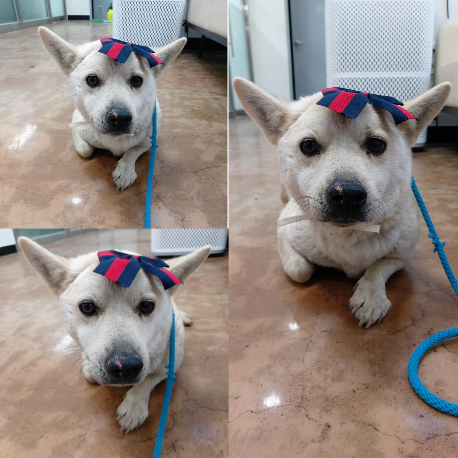 경주동물사랑보호센터_447505202500089