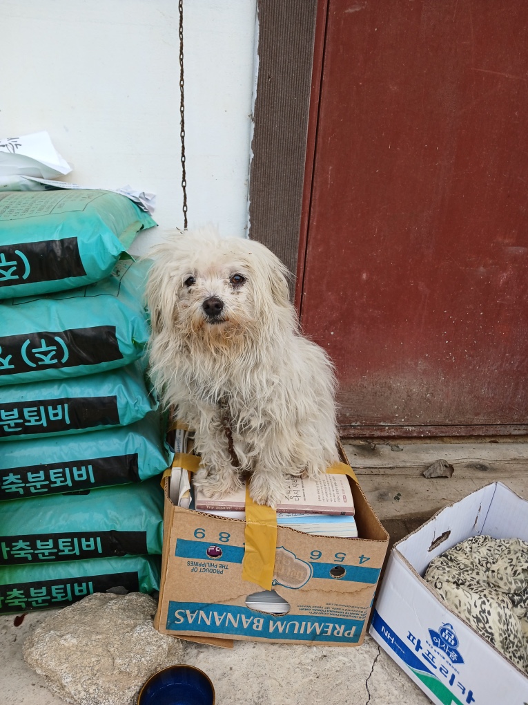 충주시동물보호센터_443439202500023