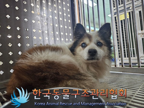 한국동물구조관리협회_411315202500006
