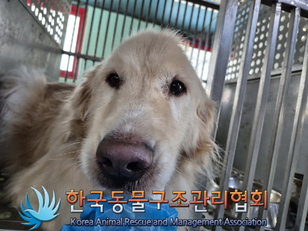 종료(입양) 골든 …