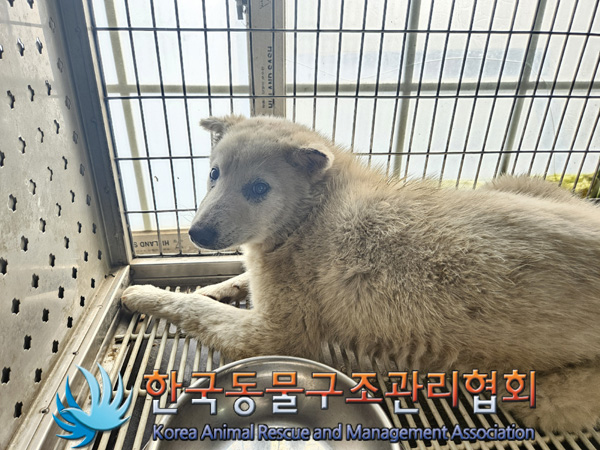 한국동물구조관리협회_441409202500083