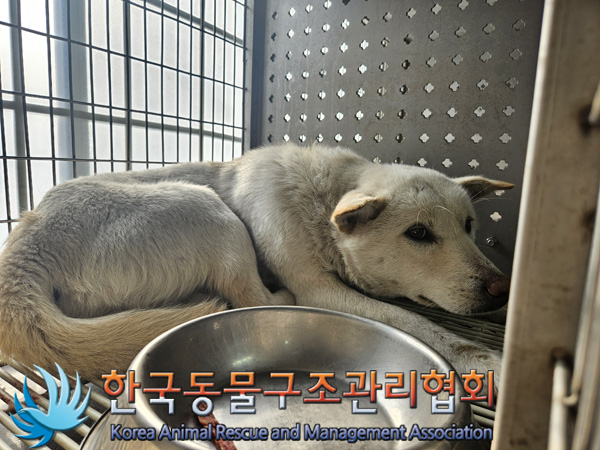 한국동물구조관리협회_441559202500058