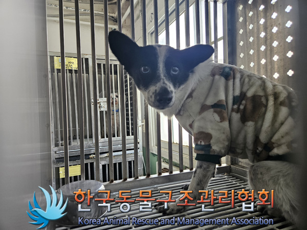 한국동물구조관리협회_411305202500017