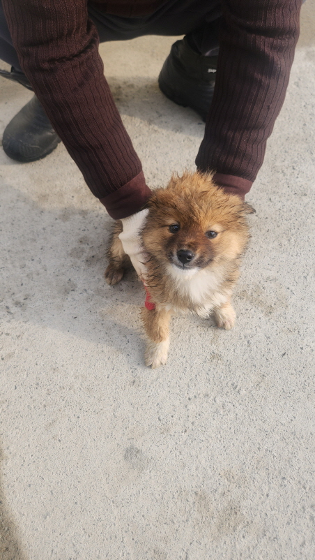 익산유기동물보호소_445468202500142