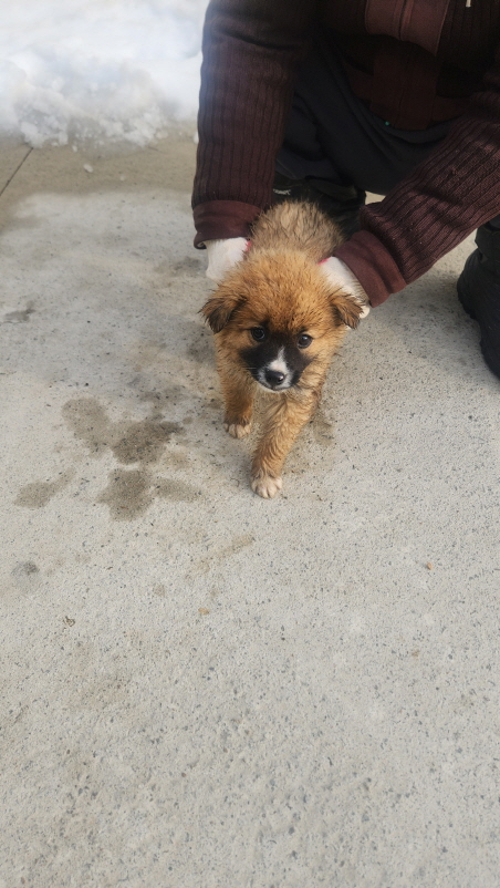 익산유기동물보호소_445468202500152