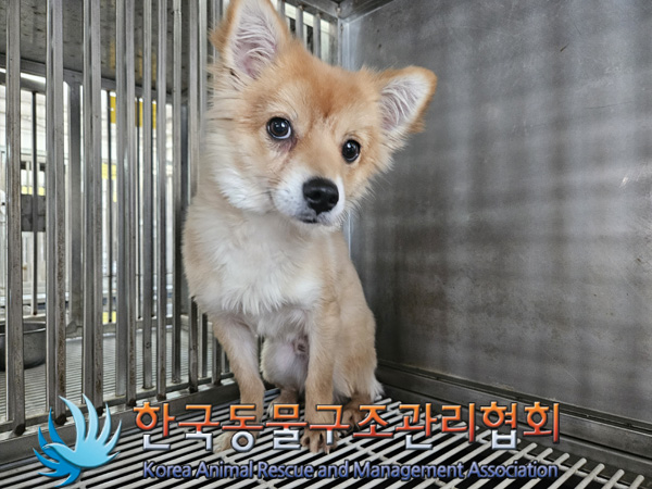 종료(기증) 믹스견…