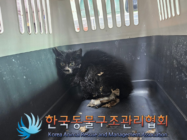 한국동물구조관리협회_441392202500009