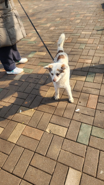 종료(입양) 믹스견…