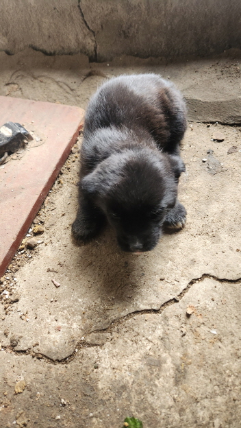 익산유기동물보호소_445468202500158