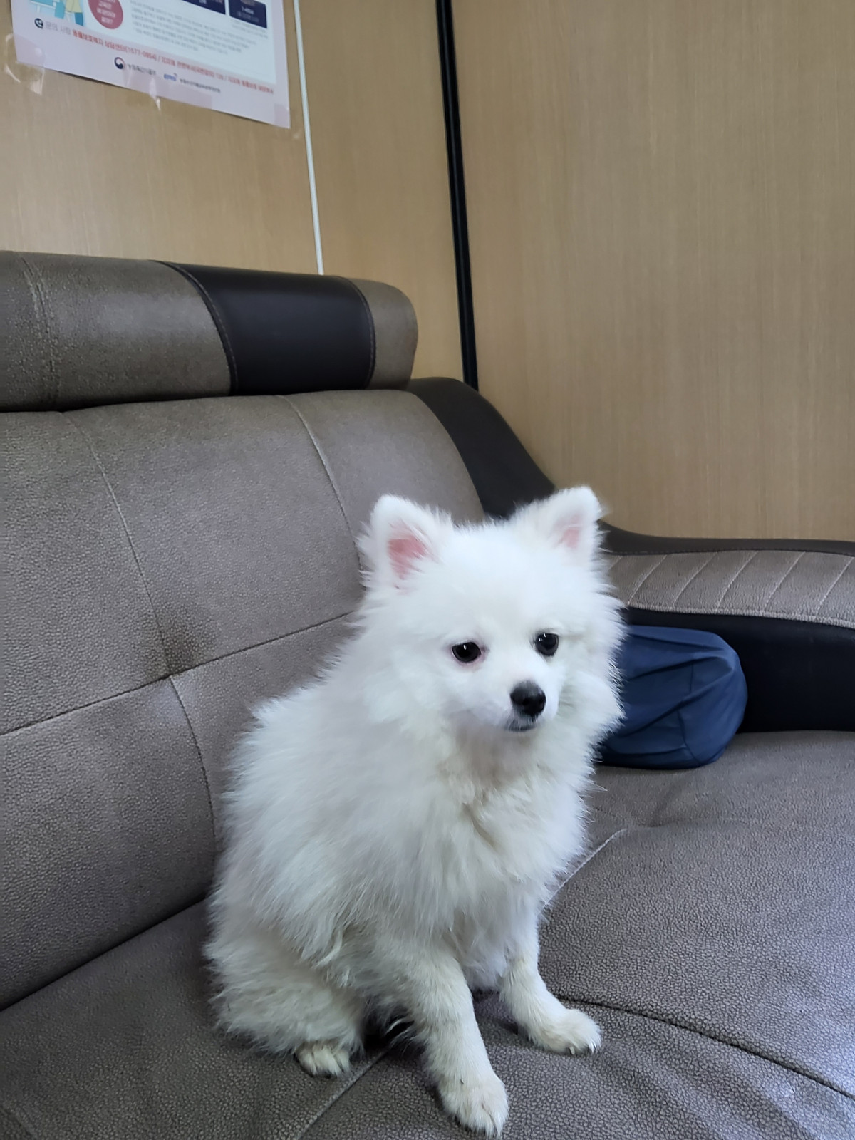 속초시유기동물보호소_442423202500008