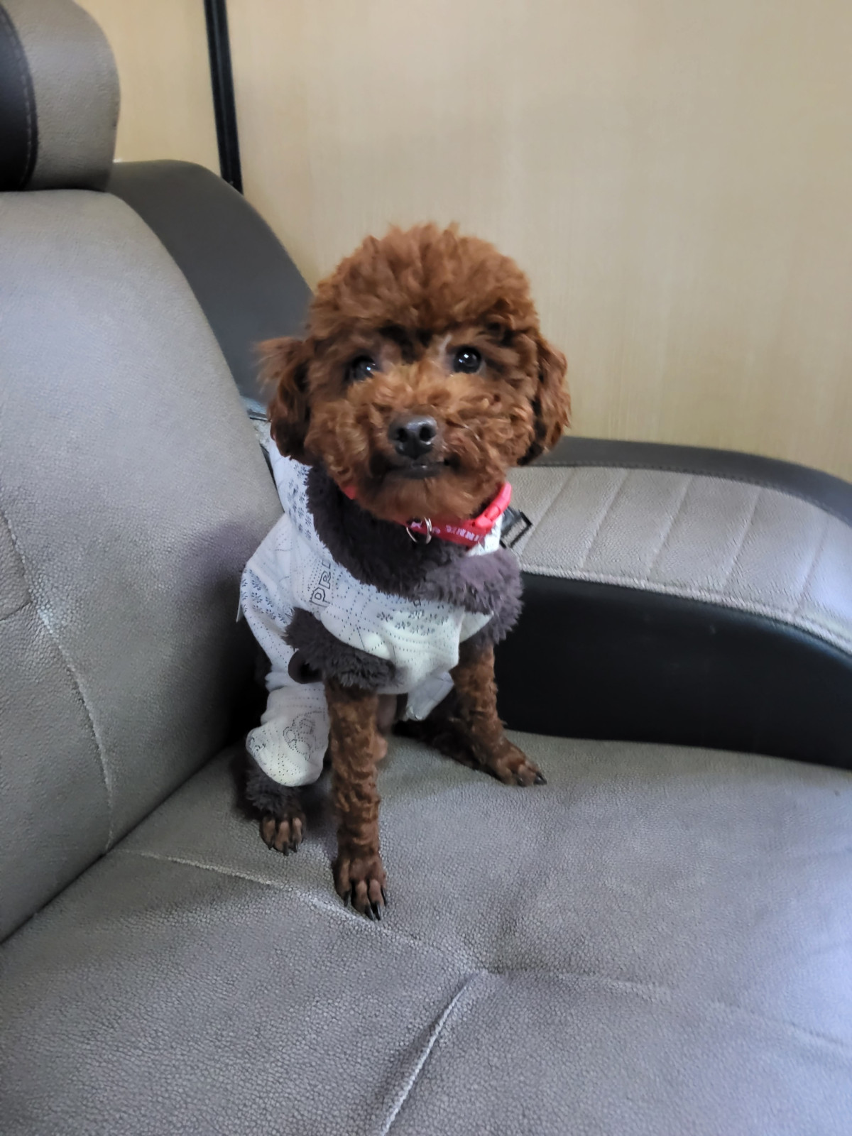 속초시유기동물보호소_442423202500009