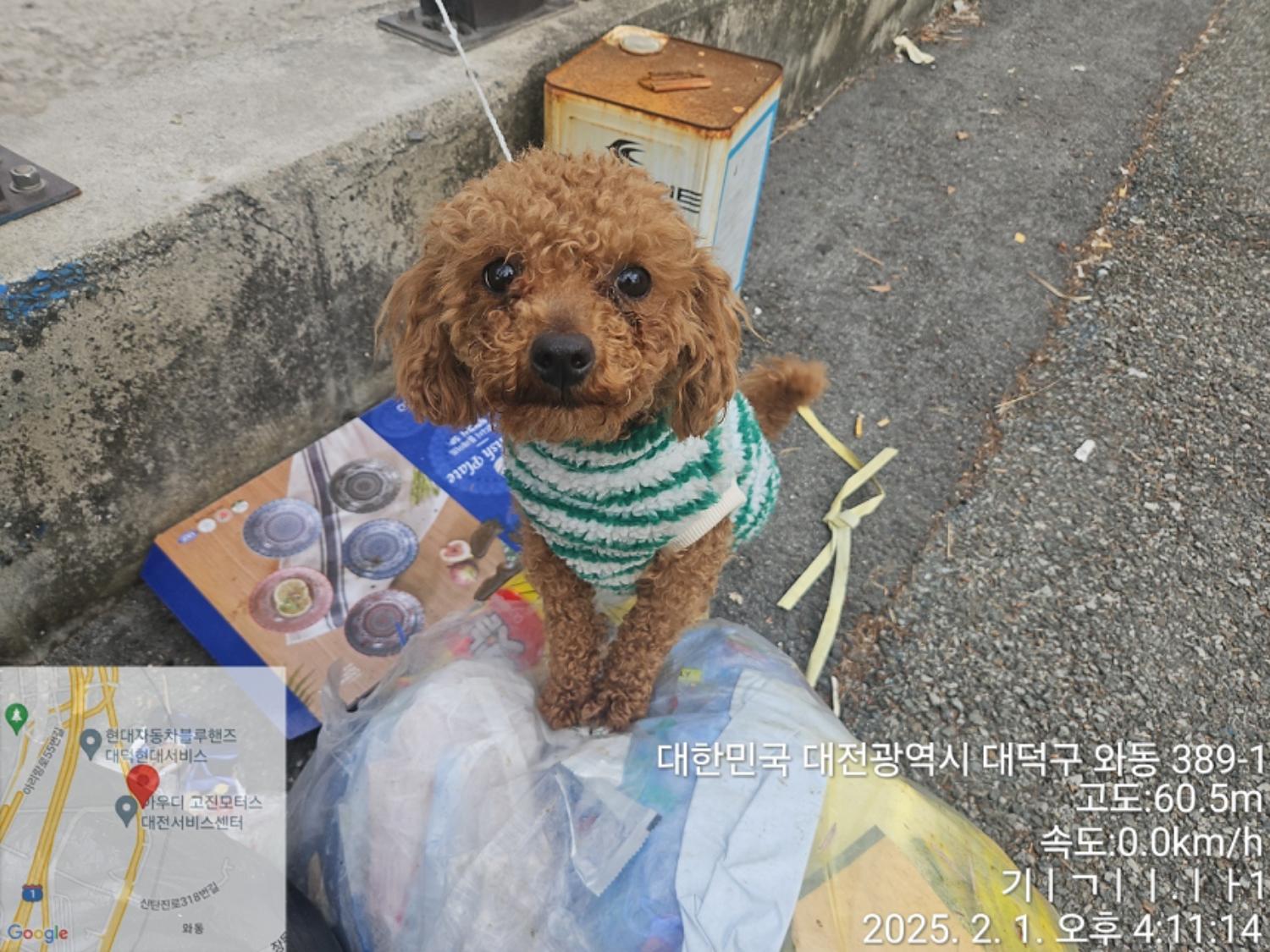 종료(입양) 푸들의…