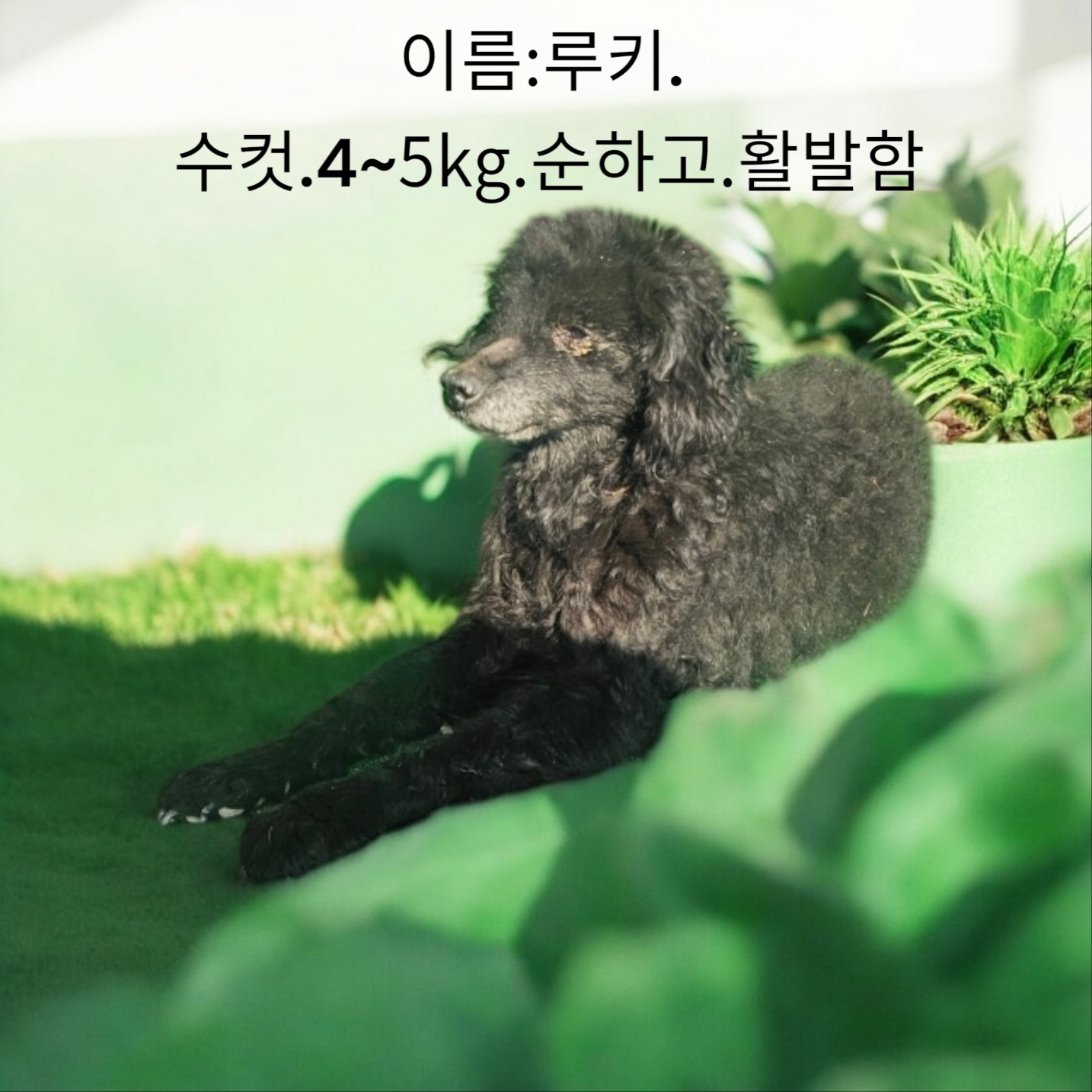 성주유기동물보호센터_447521202500075