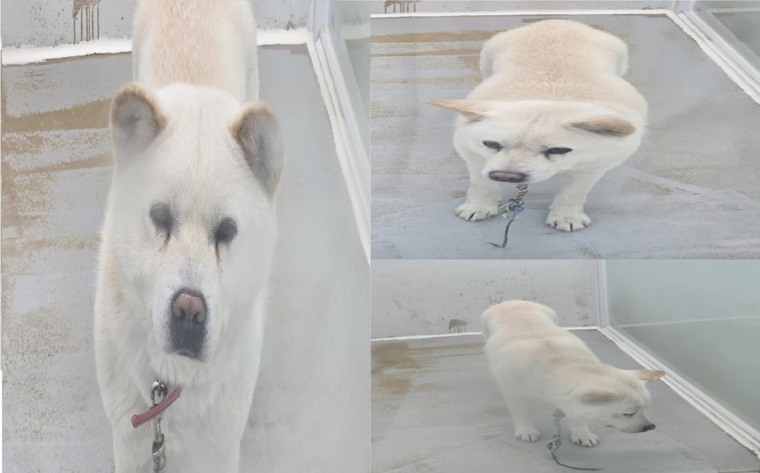 서산시 동물보호센터_444453202500049