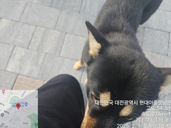 대전동물보호센터_430367202500034