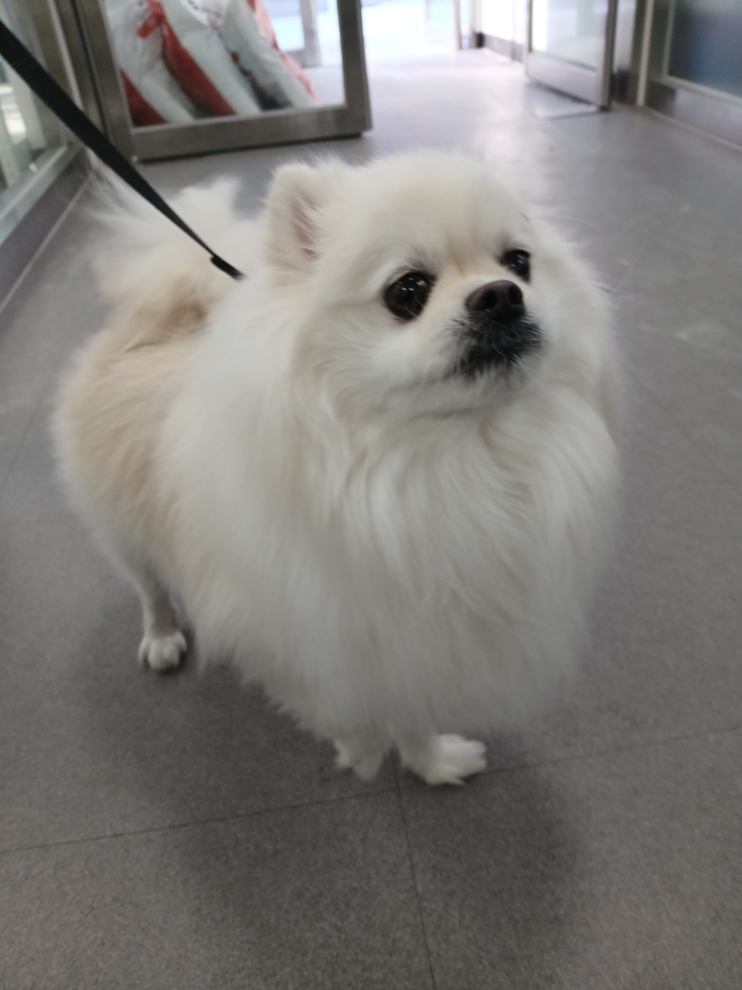 김천시 동물보호센터_447506202500033