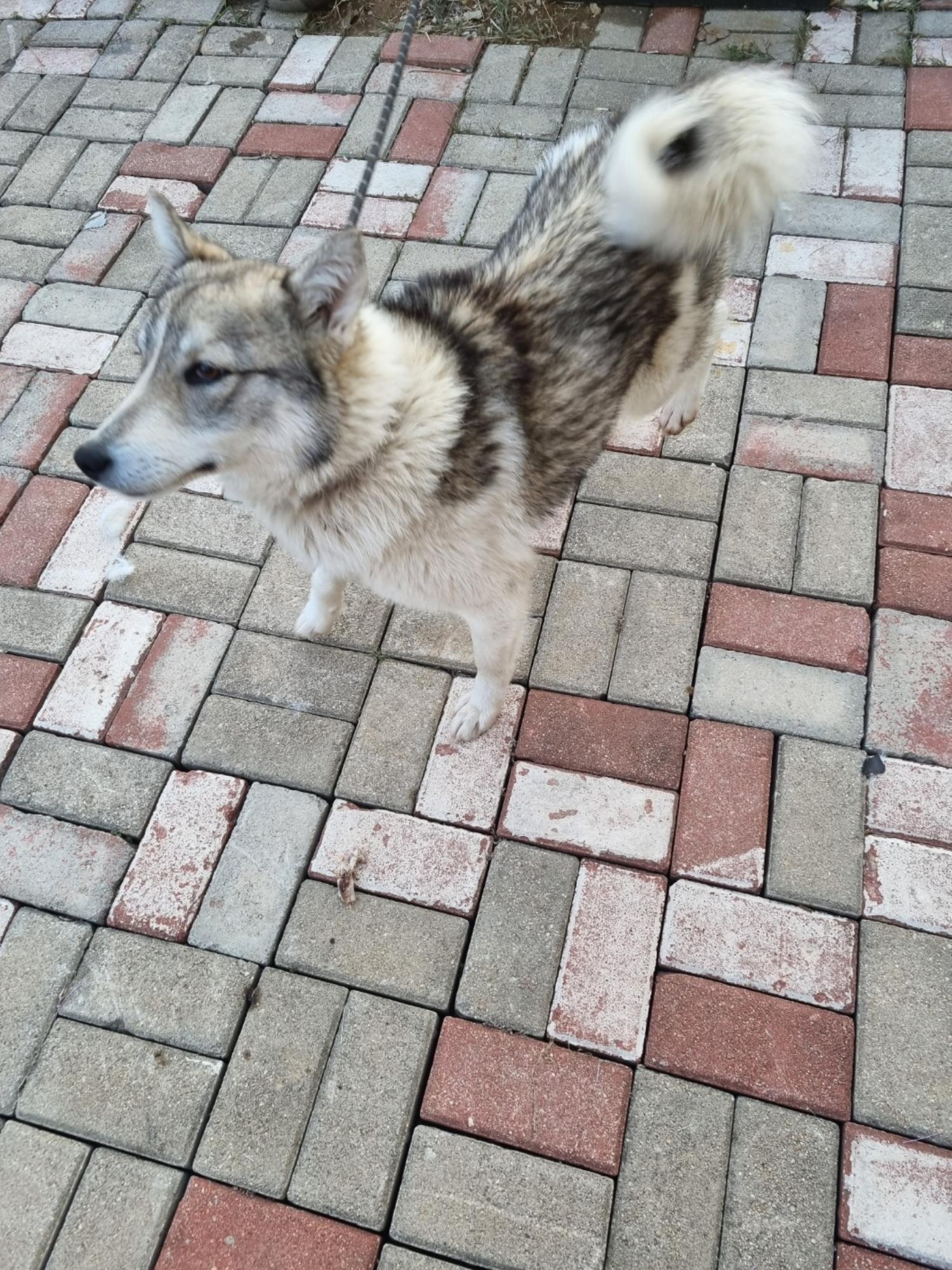 부안군 동물보호센터_445479202500055