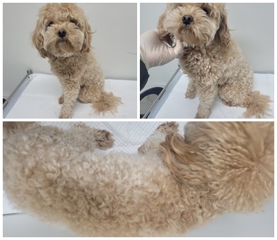 논산시 동물보호센터_444454202500073
