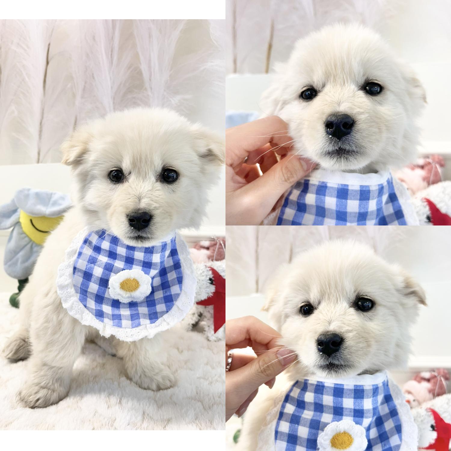 경주동물사랑보호센터_447505202500084