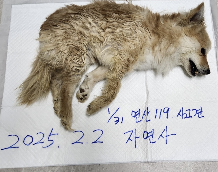 논산시 동물보호센터_444454202500071