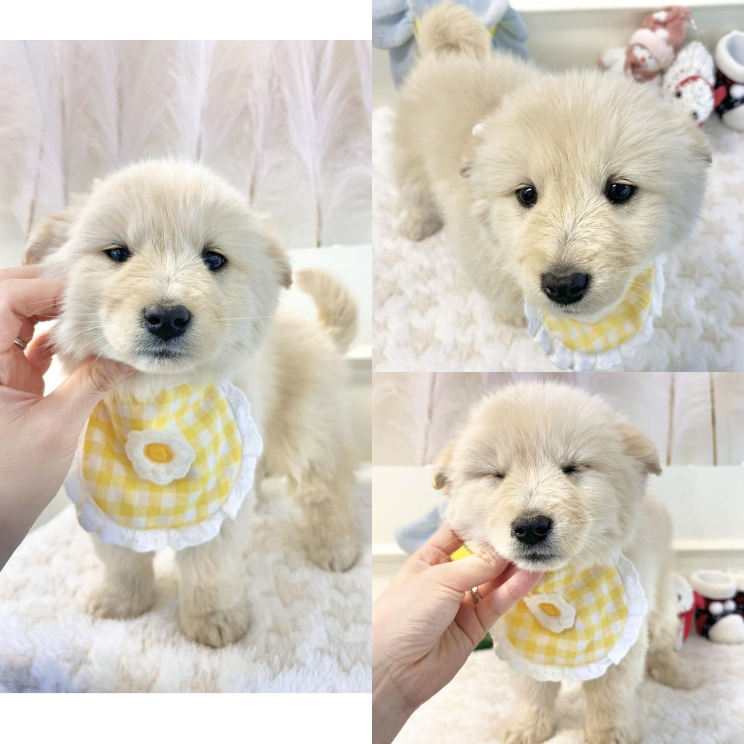 종료(입양) 믹스견…