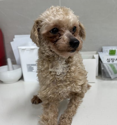 양평군유기동물보호소_441417202500032