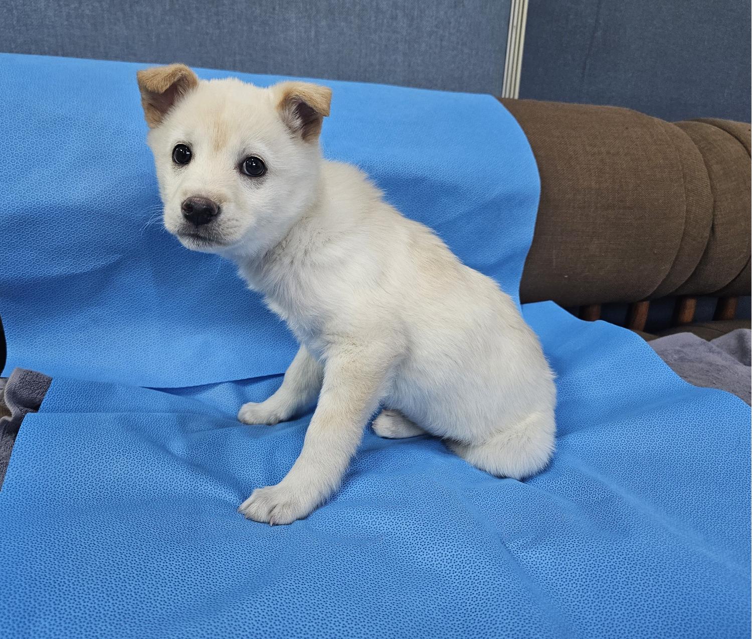 경산시유기동물보호소_447513202500032