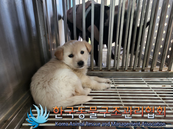 한국동물구조관리협회_441414202500024