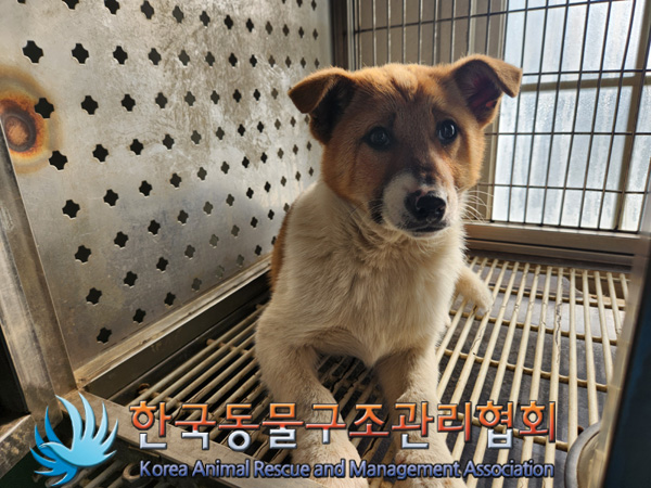 한국동물구조관리협회_441392202500010