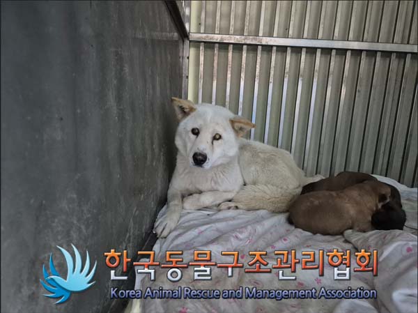 한국동물구조관리협회_441414202500028