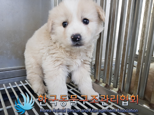 종료(안락사) 믹스…