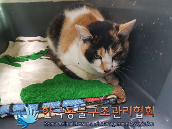 한국동물구조관리협회_441392202500012