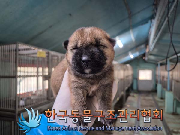 한국동물구조관리협회_441414202500032