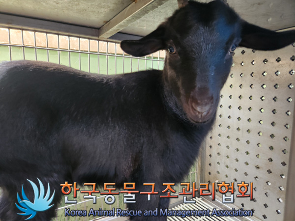 종료(입양) 기타축…