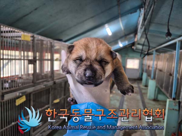 한국동물구조관리협회_441414202500030
