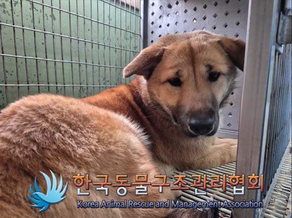 한국동물구조관리협회_441406202500040