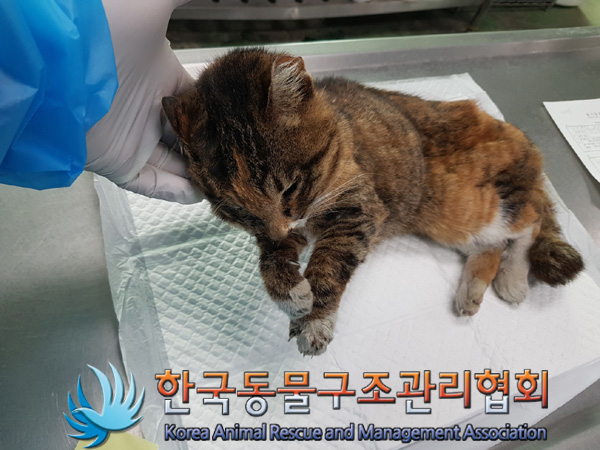 한국동물구조관리협회_411323202500009